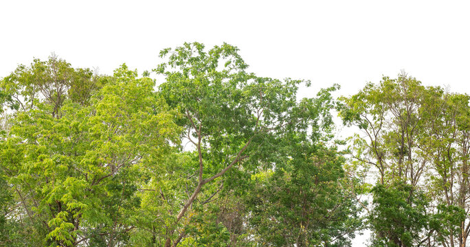 Cutout tree line. Forest and green foliage in summer. Row of trees and shrubs isolated on transparent background. Forest scape. High quality clipping mask png