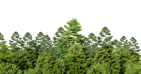 Cutout tree line. Forest and green foliage in summer. Row of trees and shrubs isolated on transparent background. Forest scape. High quality clipping mask png © Design Zone