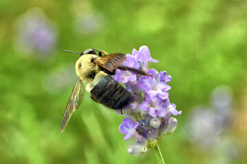 Large Carpenter Bee on Lavender © Kathy Pemberton