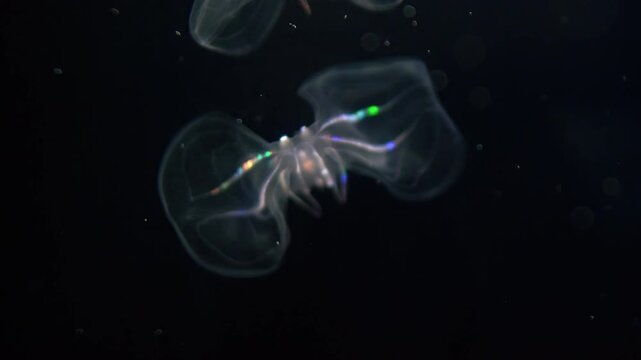 Bioluminescent Jellyfish Warty Comb Jelly Floating Extreme Closeup of Mnemiopsis Leidyi