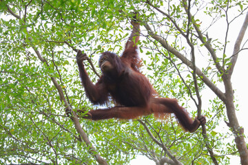 Orangutan primate hanging on the tree © Sanit
