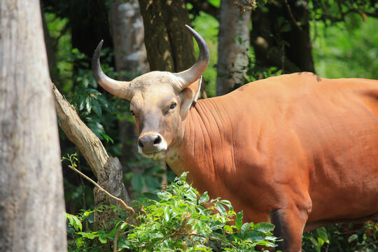Banteng (Bos javanicus) in the park