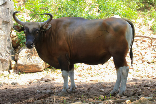Banteng (Bos javanicus) in the park