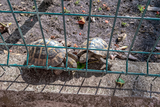 Two tortoises eat green leaves behind a wire fence in Budva, Montenegro. Close up view of Testudo hermanni reptiles in a zoo enclosure