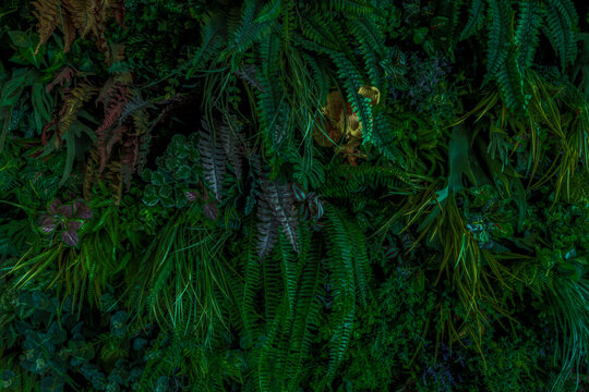 Herb wall, plant wall, natural green wallpaper and background. nature wall. Nature background of green forest
