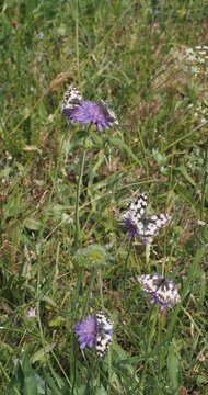 A colony of Marble white butterflies (Melanargia galathea) fluttering gently and landing on field scabious flowers, frantically foraging for nectar
