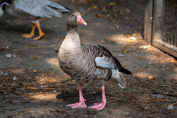 Side profile portrait of an Eastern greylag goose (Anser anser rubrirostris) standing on the ground © Viktoriia