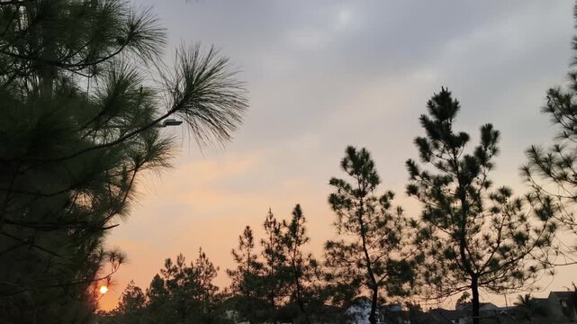 Pine tree tops against cloudy sunset sky outdoor