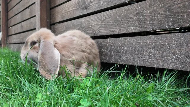 Cute rabbit with long ears sits on grass. Green grass grows beneath wooden fence. Rabbit lowers head to nibble grass