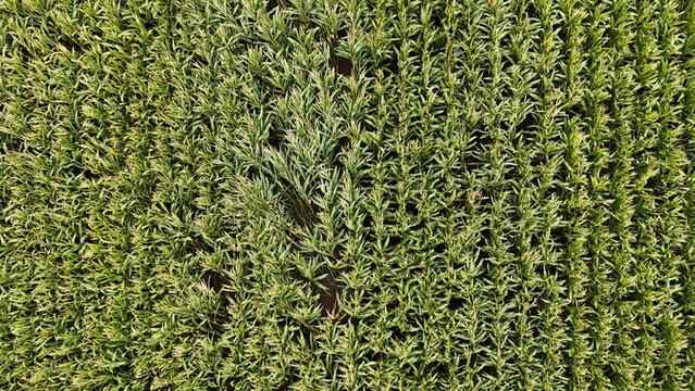 Aerial top down view of a lush green cornfield. Agricultural field of corn crops background texture, drone perspective of organic farming and plant rows