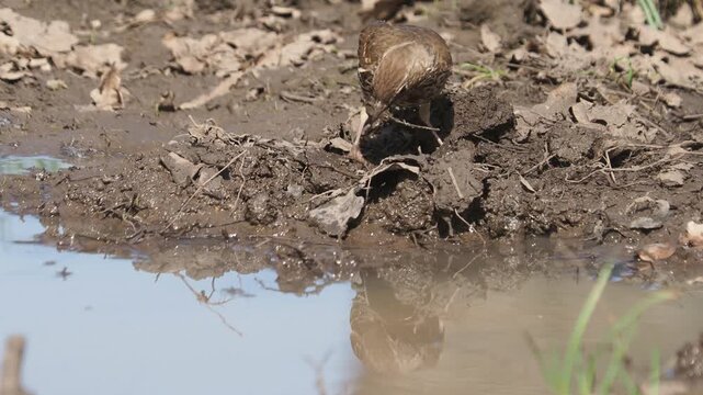 Song thrush (Turdus philomelos) gathering nesting materials, mud and dry grass, in spring