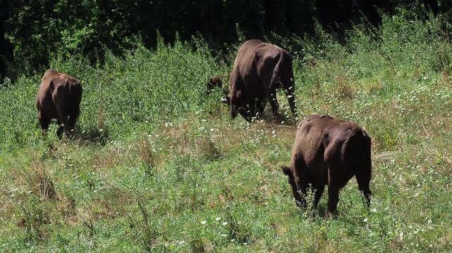 European bison (Bison bonasus) in Dragos-Voda Bison Reserve, Romania