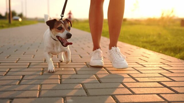 Female owner walking joyful jack russell terrier dog on leash along paved path during golden hour, active pet lifestyle and evening recreation. Dog walking, human animal bond.