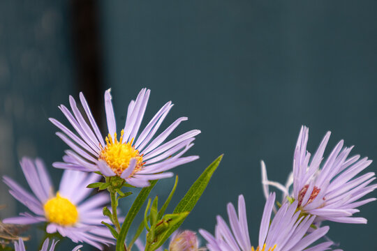 Close-up of purple and yellow aster flower blooming in garden