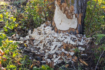 Tree trunk gnawed by beaver with wood chips scattered around the base © Shanon