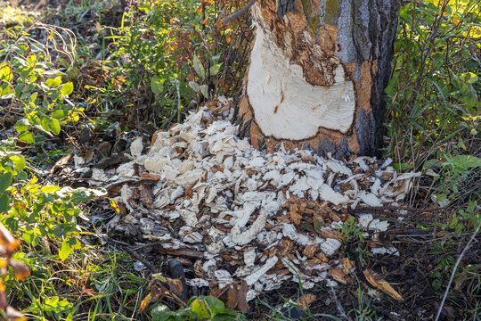 Tree trunk gnawed by beaver with wood chips scattered around the base
