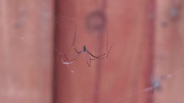 Macro video of a cellar spider waiting on delicate web