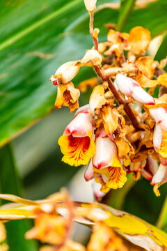 Alpinia zerumbet pertenece a la familia Zingiberaceae.