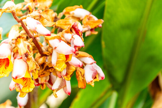 Alpinia zerumbet pertenece a la familia Zingiberaceae.