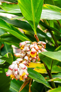 Alpinia zerumbet pertenece a la familia Zingiberaceae.