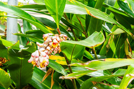 Alpinia zerumbet pertenece a la familia Zingiberaceae.