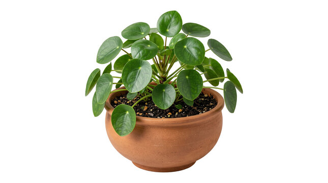 Pilea peperomioides houseplant in terracotta pot, lush green chinese money plant for home decor, modern indoor potted pancake plant isolated PNG with Transparent Background