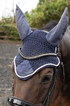 Close-up of a horse wearing a fly veil on its head. Horse ear bonnet. Horse competition bridle. Equestrian. 
