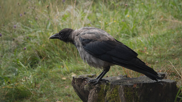 sguardo