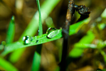 water drops on a green leaf