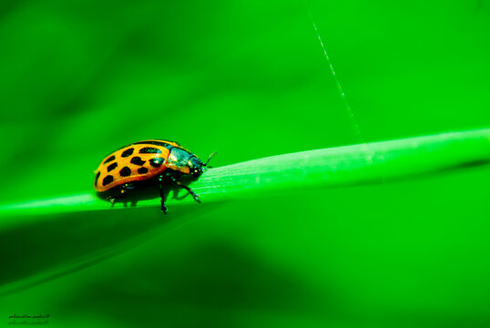 colorado potato beetle