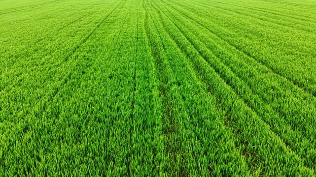 Overhead view of rows in a green wheat field. Parallel cultivation lines converge toward a distant horizon under soft light.
