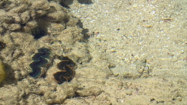Close-up video of an open seashell resting in clear shallow sea water with small fish swimming around it, Tabuk