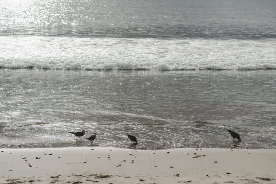 Gaviotas aliment&aacute;ndose en la orilla del mar
