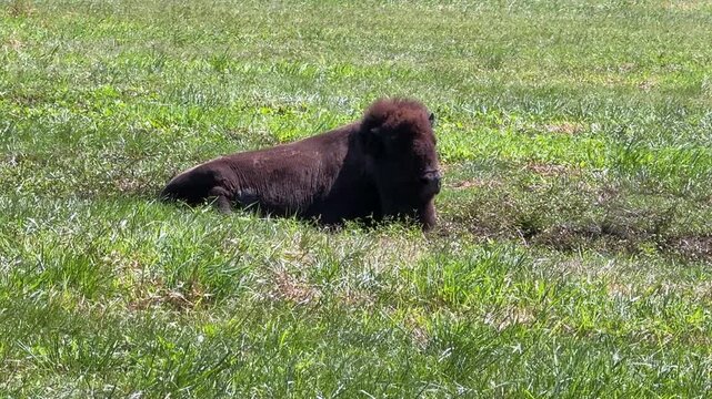 American Bison lying down in the grass in summer