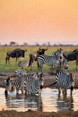 Fototapeta premium Zebras and Wildebeest Drinking at Sunset in African Savannah