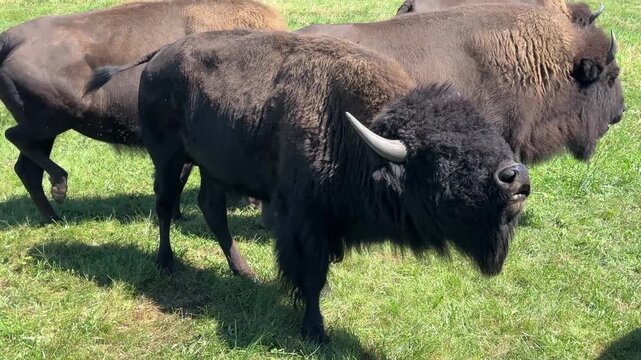 An American Bison catching and analyzing scents in the air, outdoors in summer 