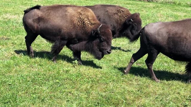 Close up of a group of American Bison walking in a grassy field during the daytime in summer