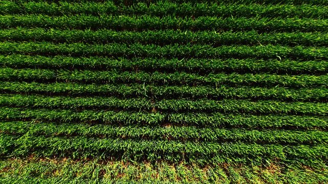 Aerial view of dense green crop rows. Directly overhead perspective highlights deep shadow lines between rows of tall crop.