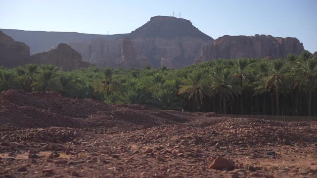 Cinematic smooth panning shot of ancient Dadan stone ruins overlooking lush green date palm oasis farms and towering sandstone mountains in AlUla
