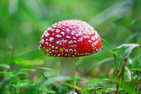 A fly agaric against the backdrop of wild vegetation.
