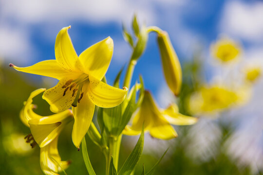 Yellow lilies growing in the mountains of the North Caucasus.