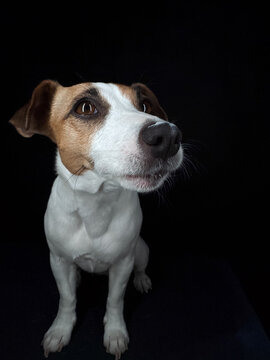 A close-up portrait of a Jack Russell Terrier dog on a black background. 