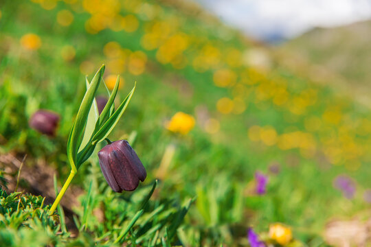 Wild tulips growing in the mountains