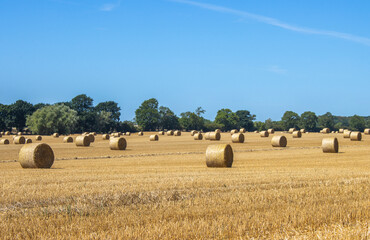 Obraz premium Feld mit Heuballen