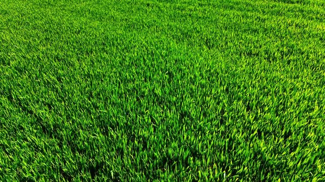 Close up of dense green wheat blades. Overhead drone shot reveals fine texture and subtle color variation across the crop field.
