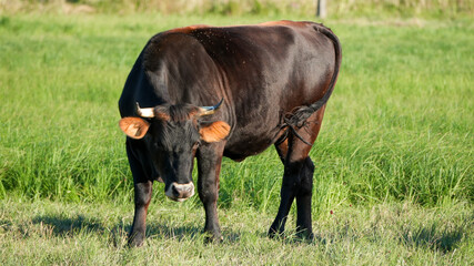 black cow standing alone in a sunny meadow © Flowal93