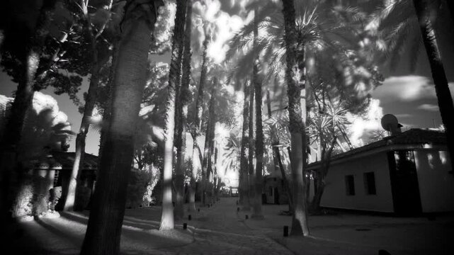 Infrared timelapse of palm trees and tropical foliage glowing white under a dark sky along a stone walkway between resort buildings with moving shadows