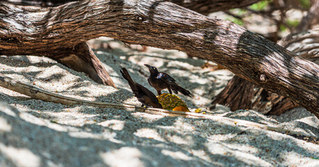 View of a male grackle (likely a Great-tailed Grackle, Quiscalus mexicanus), featuring glossy iridescent black plumage and striking yellow eyes, perched on a piece of fruit on the sand of playa Concha © Giongi63