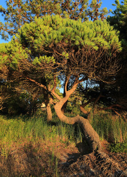 A Stone Pine - Pinus pinea characteristically bent by the wind  holding back erosion on the banks of a sea lagoon near Sesimbra, Portugal. Maritime pine - Pinus pinaster (defocused) in the background.