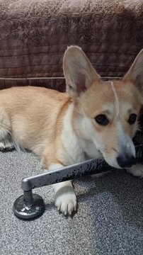 The corgi is lying under the table at home
